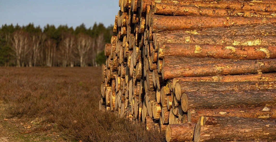 Тема дня: В России с начала 2025 года незаконная рубка сократилась почти на 30%