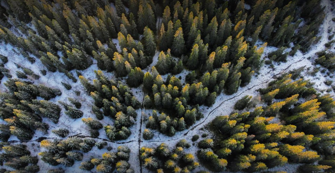Дистанционный мониторинг использования лесов: с начала года объем незаконных рубок снизился на 29%