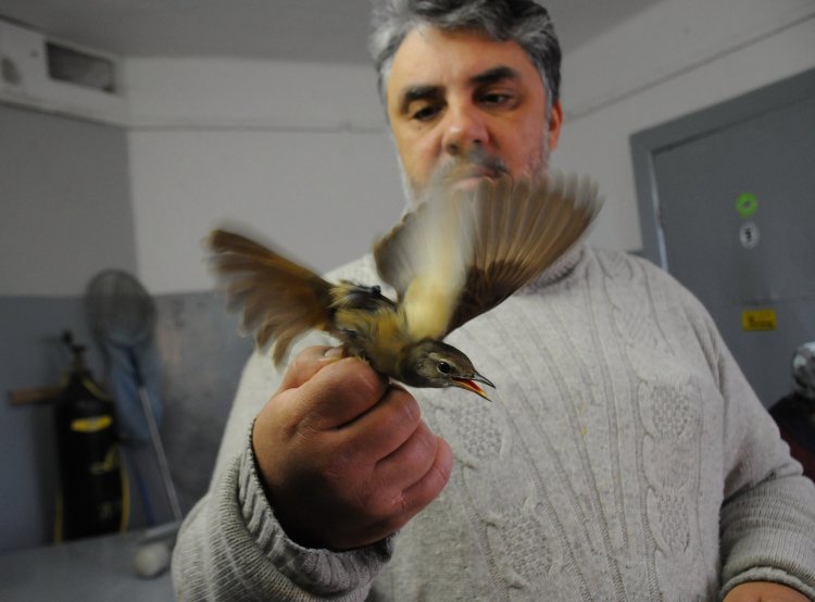 Секреты неба и магнитных полей: в Академии рассказали об изучения миграций животных